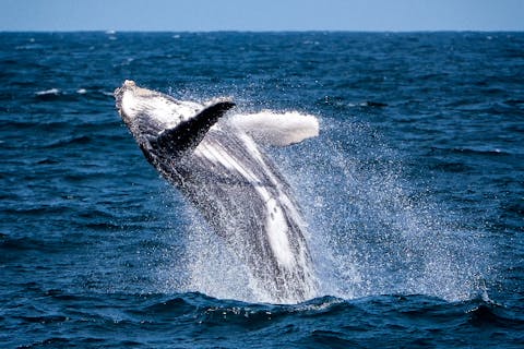 沖縄 ホエール ウォッチング ザトウクジラのホエールウォッチング！沖縄で冬の季節だけの感動体験！