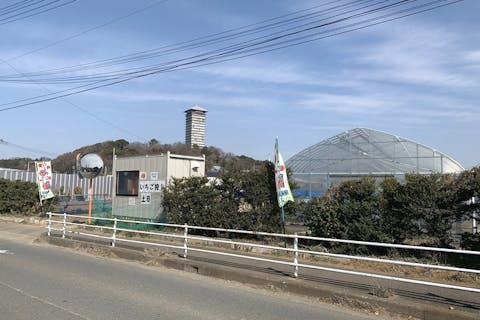 神奈川でイチゴ狩り 神奈川のおすすめイチゴ狩り農園の予約は アソビュー