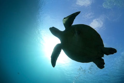 【青の洞窟経験者におススメ・体験ダイビング・雨天開催】深場でがっつりダイビング！☆安心の完全貸し切りツアー☆手ぶらでOK☆当日予約・初心者、泳げない方大歓迎！☆シャワードライヤー完備！