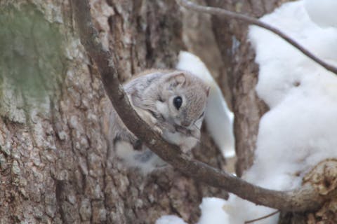 【北海道・知床・スノーシュー】冬の知床を満喫。原生林スノーシュー＆野生動物観察