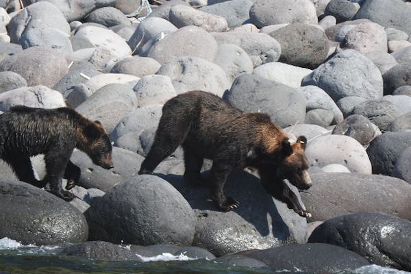 魚を咥えたヒグマ像／北海道の知床・ウトロの土産店にて購入した物です。 魚を咥えたヒグマ像／北海道の知床・ウトロの土産店にて購入した