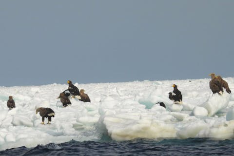 【北海道・知床・クルージング】世界遺産知床羅臼で流氷＆バードウォッチングを楽しもう