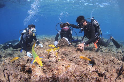 【沖縄・古宇利島・体験ダイビング】美しい海を堪能！ボートで行く体験ダイビング