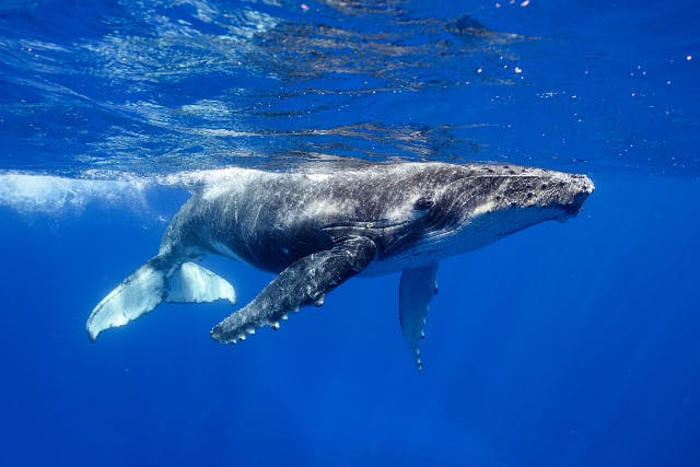 【鹿児島・奄美大島・ホエールウォッチング】大型クルーザーでご案内！奄美大島北部でザトウクジラを探す半日ツアー