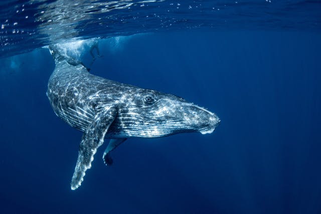 【沖縄・慶良間・ホエールウォッチング】ザトウクジラに出会える！ホエールスイム