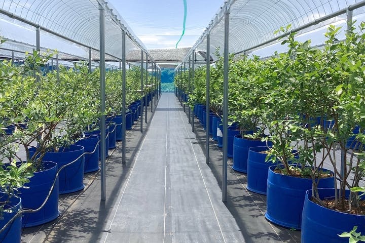 相模原ミヤコブルーベリー狩り園