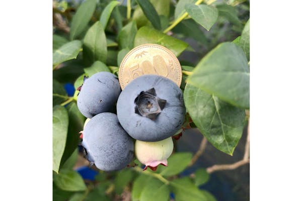 神奈川・相模原・ブルーベリー狩り】旬のブルーベリーを堪能！食べ放題