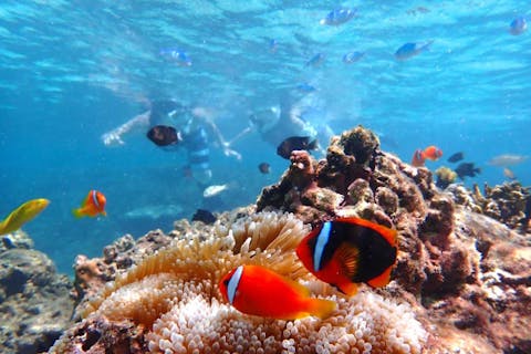 【宮古島・一組貸切】☆家族・カップル・60歳以上OK☆感動シュノーケリングツアー☆