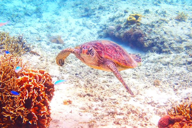 【沖縄・那覇・糸満周辺・天然水族感・ビーチシュノーケリング】☆おかげさまで選ばれて10周年☆きっと好きになる天然の水族館へ☆泳げない方もOK☆送迎可☆