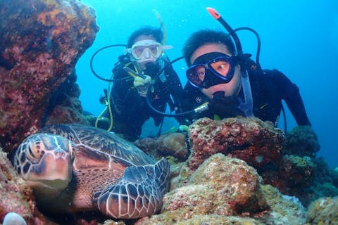 【沖縄・石垣島・体験ダイビング】ウミガメ、マンタに会えるかも！体験ダイビング２ダイブ！高画質の写真・動画無料プレゼント