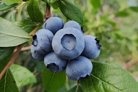 関東でブルーベリー狩り 関東のおすすめブルーベリー狩り農園の予約は アソビュー