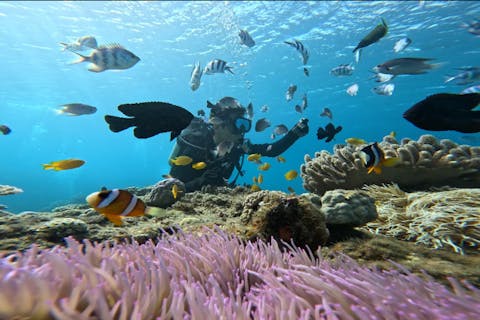 【沖縄・本部町】ゴリラチョップ体験ダイビング ♪GoPro写真データ無料サービス・ダイビング 初めての初心者、お友達・カップル・家族におすすめ！