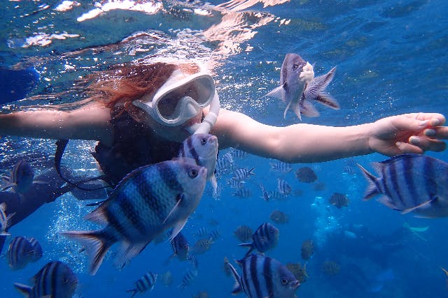 【沖縄・本部町】ゴリラチョップシュノーケリング♪♪GoPro写真データ無料サービス！海を泳ぐのが初めて方、初心者の方、小さいお子様・女性・カップル・家族におすすめ！