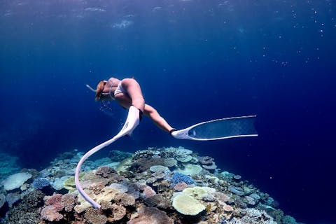 【地域クーポンOK・アソビュー限定特別価格】マンタorウミガメ狙いの1日体験ダイビング(1ダイブ)+スキンダイビングツアー