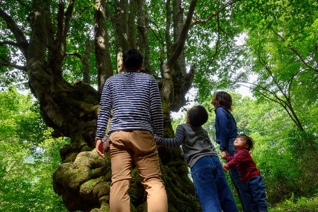 【新潟・胎内・トレッキング】悠久の時を過ごした2本の巨樹を巡礼。秘境の森散策
