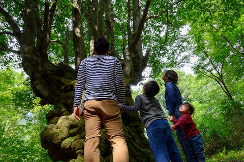 【新潟・胎内・トレッキング】悠久の時を過ごした2本の巨樹を巡礼。秘境の森散策