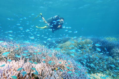 【沖縄・西表島・ファンダイビング】バリエーション豊かに潜ろう！1日3ダイブツアー