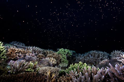 【沖縄・西表島・ファンダイビング】夜の海中世界を楽しもう！ナイトダイビングツアー