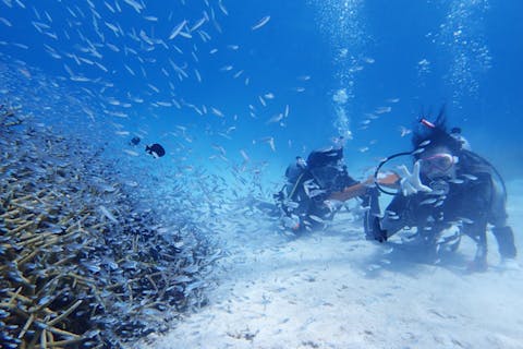 【沖縄・西表島・体験ダイビング】シュノーケルも楽しめる！半日体験ダイビングツアー