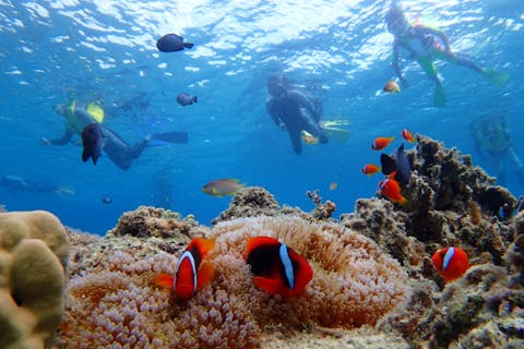 【沖縄・西表島・シュノーケリング】海中世界を覗いてみよう！半日シュノーケルツアー