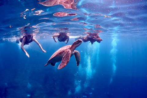 【沖縄・石垣島・シュノーケリング】【★3年連続ウミガメ遭遇率100％達成★】青の洞窟大冒険＆ウミガメシュノーケル