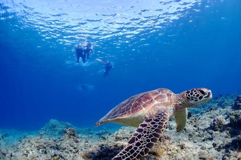 【沖縄・石垣島・シュノーケリング】【★3年連続ウミガメ遭遇率100％達成★】ビーチから行く！ウミガメシュノーケル