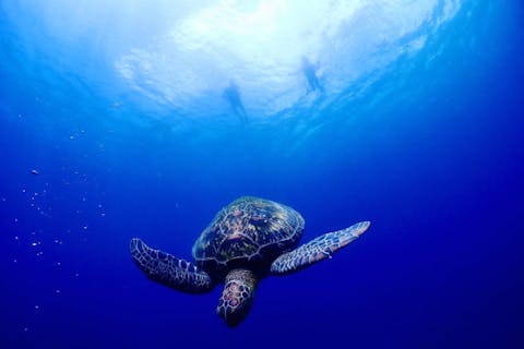 【沖縄・石垣島・シュノーケリング】【★3年連続ウミガメ遭遇率100％達成★】1組限定の貸切ツアー！青の洞窟大冒険＆ウミガメシュノーケル