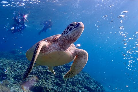 【沖縄・石垣島・シュノーケリング】【★3年連続ウミガメ遭遇率100％達成★】1組限定！ビーチから行くウミガメシュノーケル