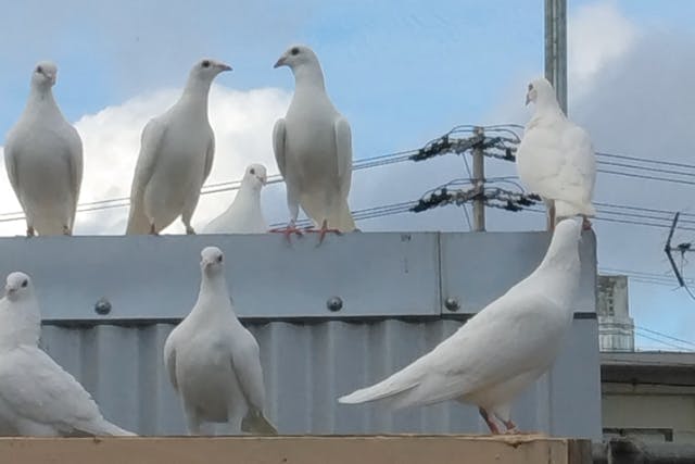 【沖縄・うるま市・ショー】幸せの象徴「白い鳩」に想いを託す。放鳥体験サービス