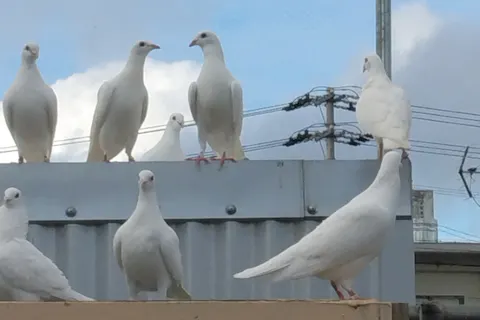 沖縄 うるま市 ショー 幸せの象徴 白い鳩 に想いを託す 放鳥体験サービス アソビュー