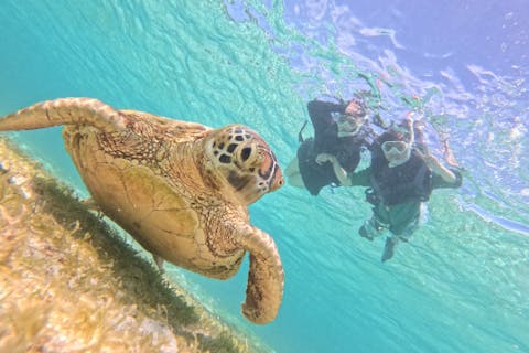 【沖縄・宮古島・ウミガメシュノーケリング】色鮮やかなお魚やウミガメを間近に感じられる大人気アクティビティ！ビーチシュノーケルツアー