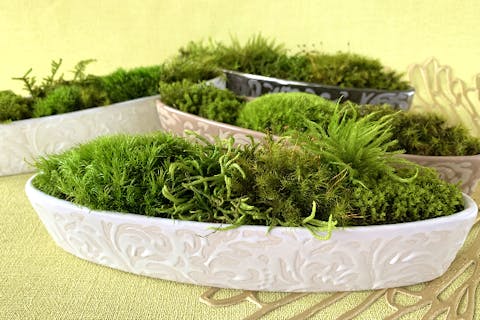 【東京・新宿・グリーンインテリア】枯れない不思議な苔で作る。苔庭アレンジメント