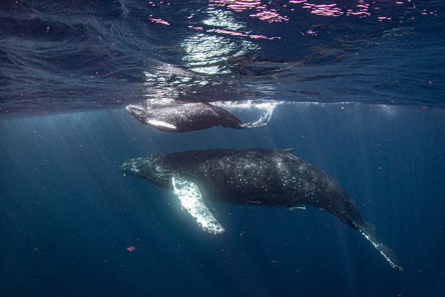 【沖縄・慶良間・シュノーケリング】ザトウクジラの親子と泳ぐシュノーケリングツアー