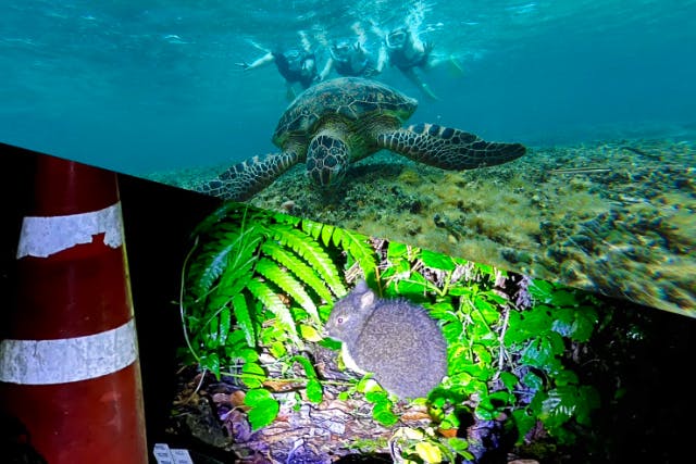 ＜お得プラン＞奄美大島【シュノーケル＋ナイトツアー】セットプラン！当日予約可能！口コミ投稿で撮影データ無料プレゼントあり（180分）※お一人様も可能