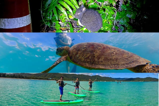 ＜お得プラン＞奄美大島【SUP＋シュノーケリング＋ナイトツアー】セットプラン！初心者の方でも大歓迎！当日予約可能・ドローン空撮動画で撮影する写真の無料プレゼントあり（240分）※お一人様も可能