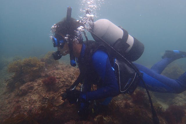 【兵庫・淡路島・体験ダイビング】初めてさんもOK！海の世界に触れる体験ダイビング