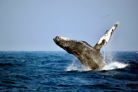 【沖縄・慶良間・ホエールウォッチング】冬の大迫力ツアー！慶良間クジラウォッチング