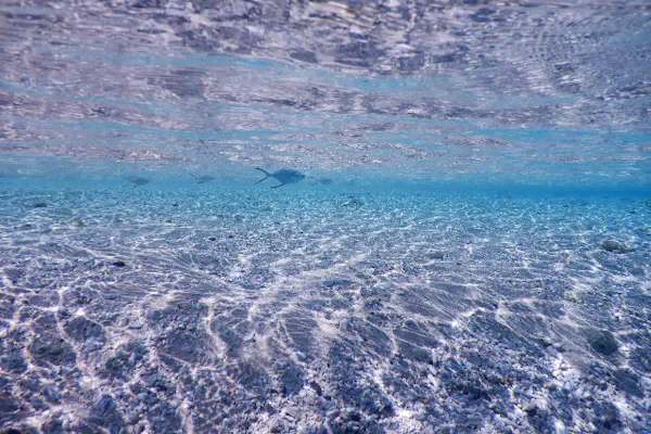 沖縄・慶良間・シーカヤック】ケラマブルーを気軽に体験！半日