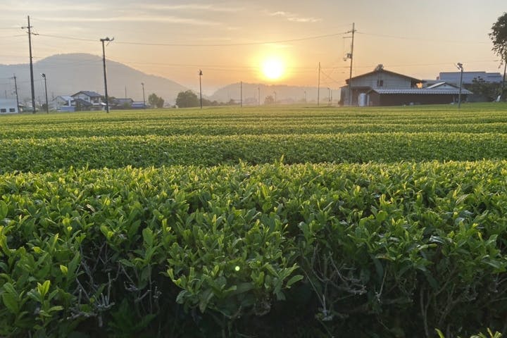 1200年続く丹波篠山茶のヒミツ旅