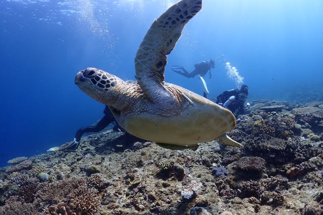 大阪・30代限定・初級ライセンス取得