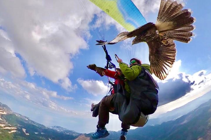 Parahawking（パラホーキング ）in Japan
