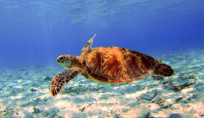 ざまみマリンアクティビティあお｜ネット予約ならアソビュー！