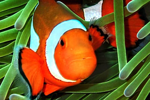 【沖縄・座間味・シュノーケリング】特別エリアへご案内！座間味の美しい海を堪能！シュノーケリング+マリンアクティビティ（レンタル器材は1日利用OK！）