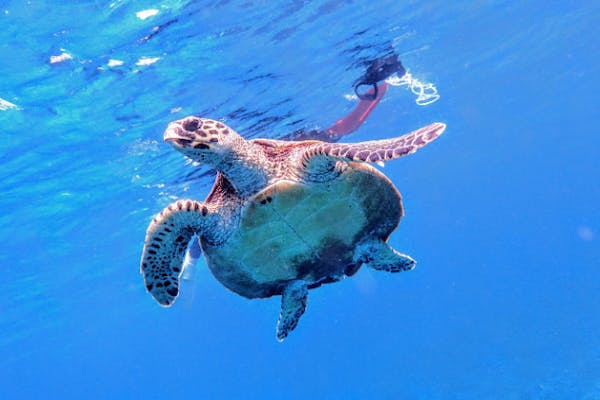 沖縄・座間味・シュノーケリング】海亀とのなんと遭遇率はほぼ100