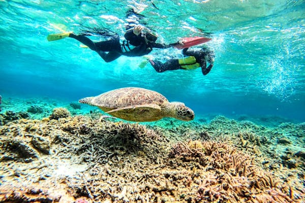 名無しの亀❤️海水魚　淡水魚 名無しの亀様専用❤️海水魚 淡水魚
