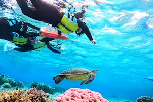 沖縄・座間味・シュノーケリング】海亀とのなんと遭遇率はほぼ100