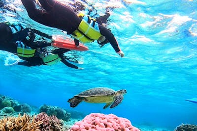 沖縄・座間味・シュノーケリング】海亀とのなんと遭遇率はほぼ100