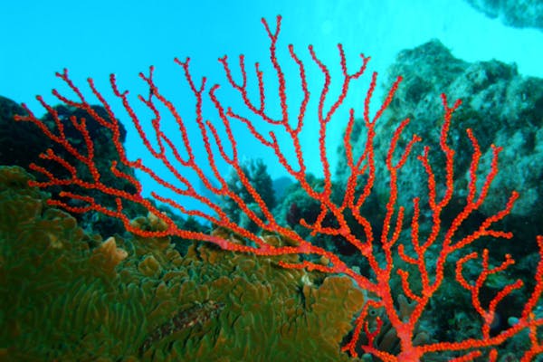 沖縄・座間味・シュノーケリング】美しいサンゴの森をシュノーケリング