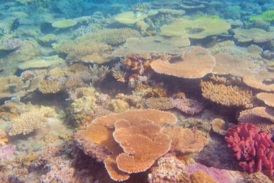 沖縄・座間味・シュノーケリング】美しいサンゴの森をシュノーケリング