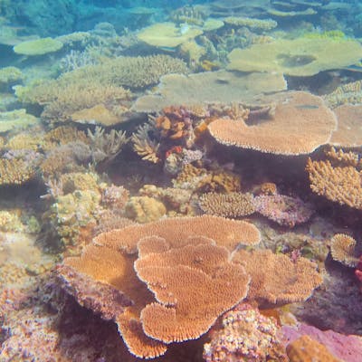 沖縄・座間味・シュノーケリング】美しいサンゴの森をシュノーケリング 沖縄・座間味・シュノーケリング】美しいサンゴの森をシュノーケリング